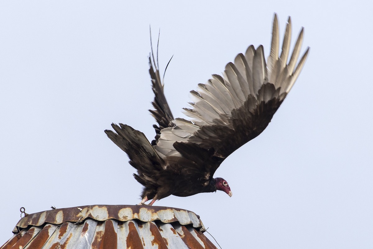 Turkey Vulture - ML101830101