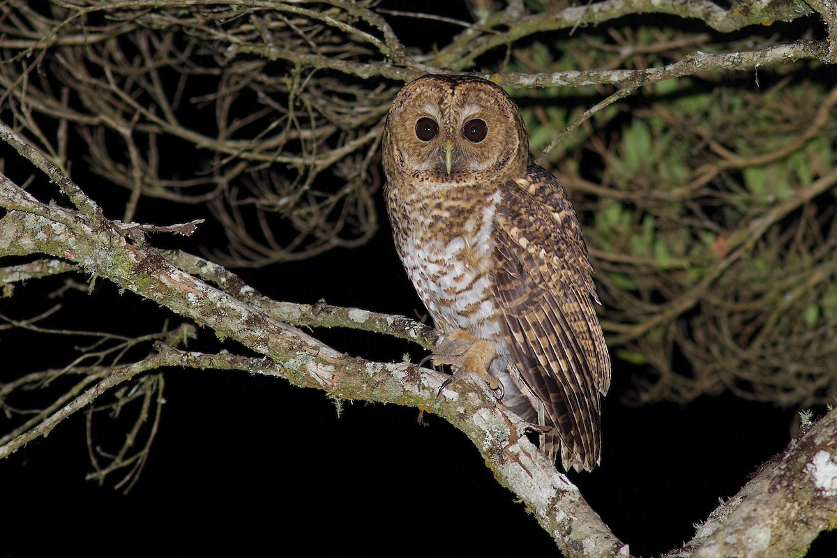 Rusty-barred Owl - ML101832151
