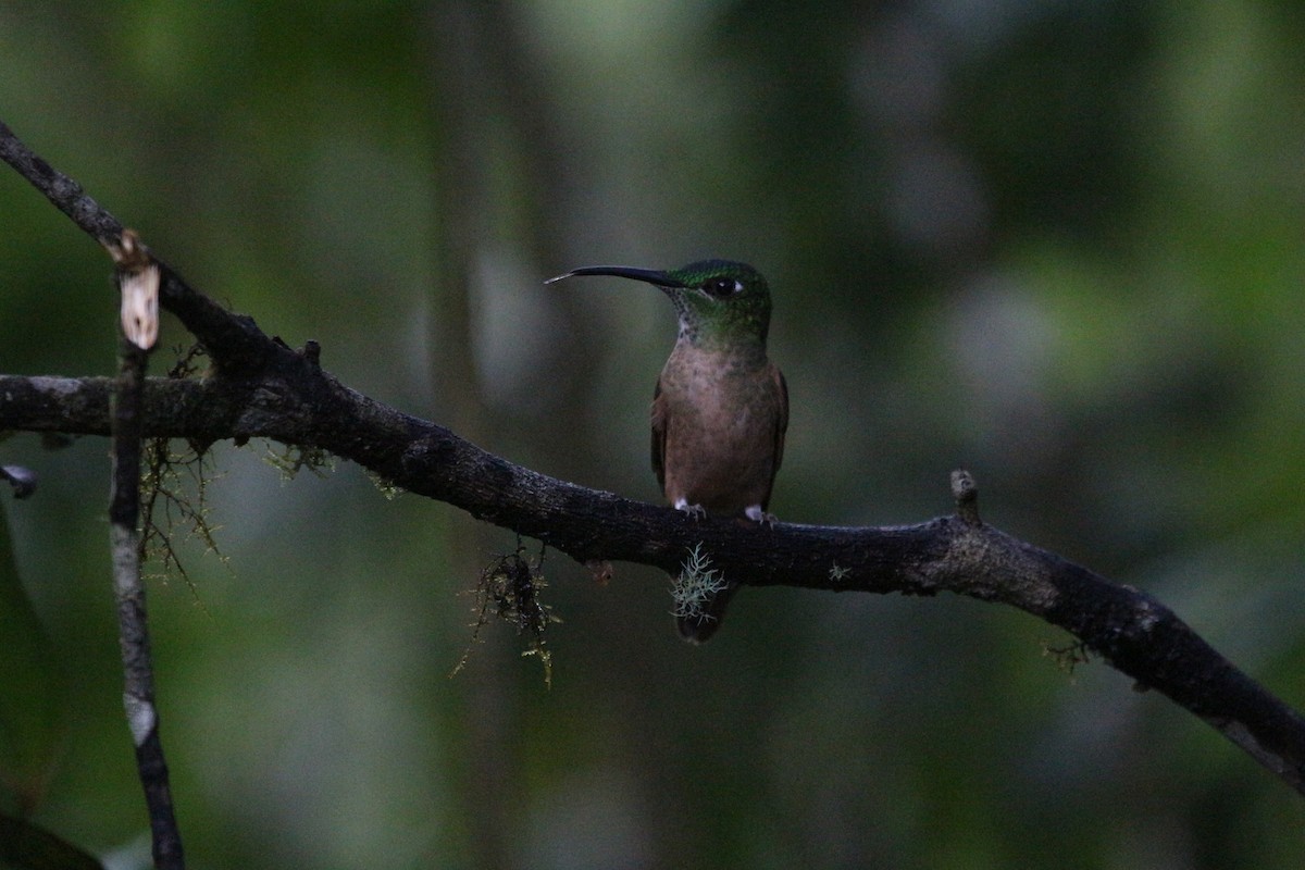 kolibřík hnědobřichý - ML101832331