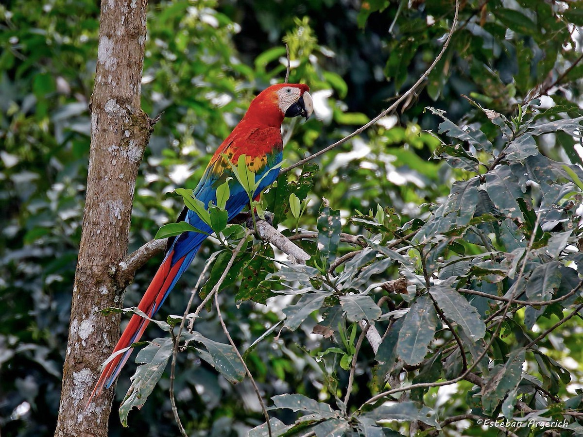 Scarlet Macaw - Esteban Argerich