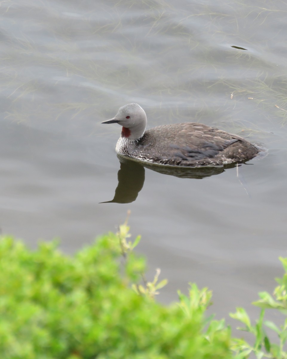 Red-throated Loon - William Legge