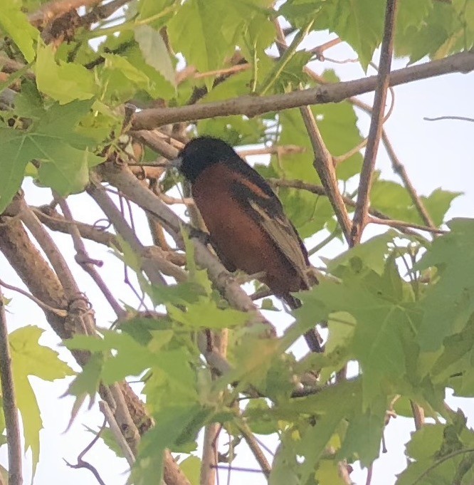 Orchard Oriole - ML101835011