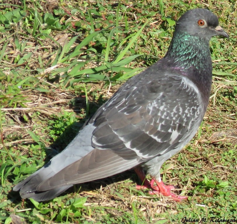 Rock Pigeon (Feral Pigeon) - ML101835961