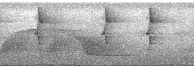 Большеклювый колибри-отшельник [группа moorei] - ML101838