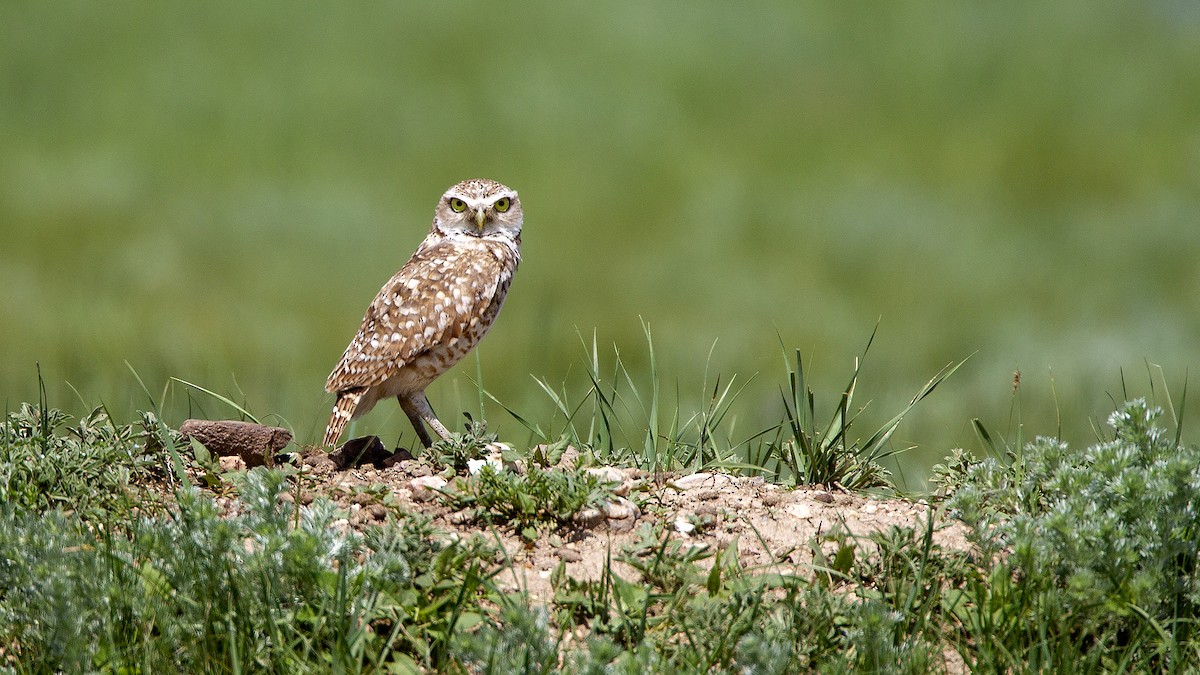 Burrowing Owl - ML101838271