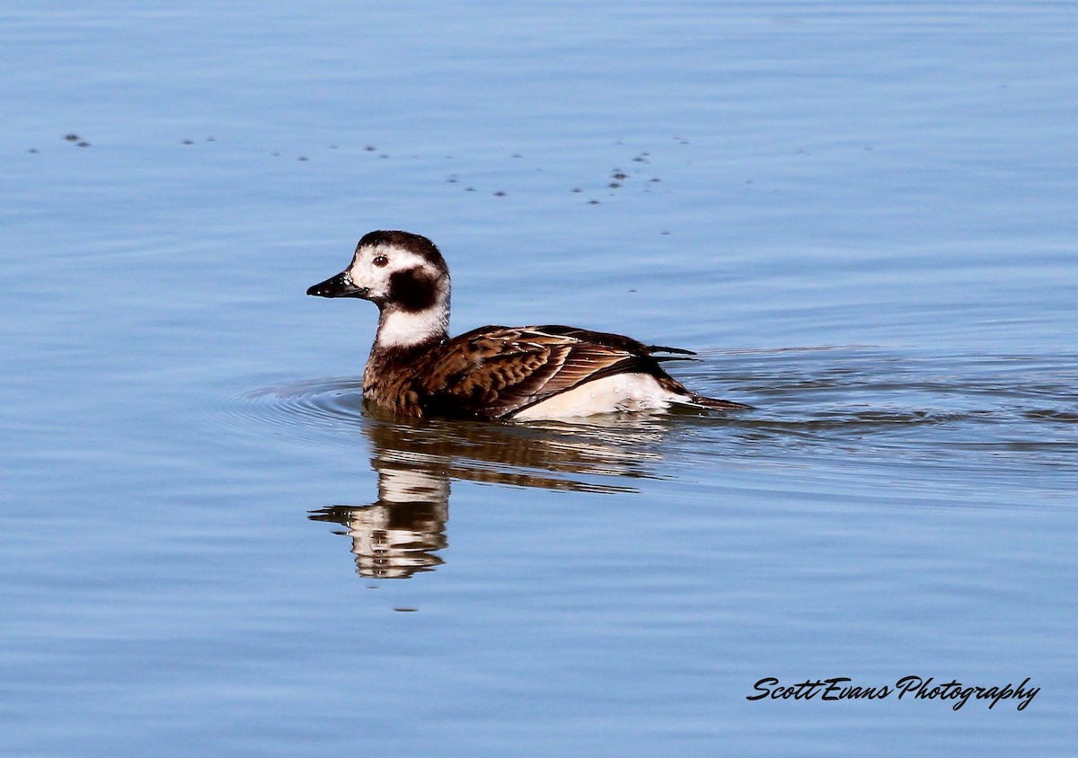 Long-tailed Duck - ML101840141