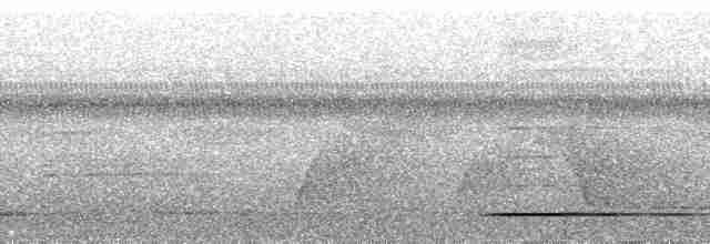 Gray Tinamou - ML101849