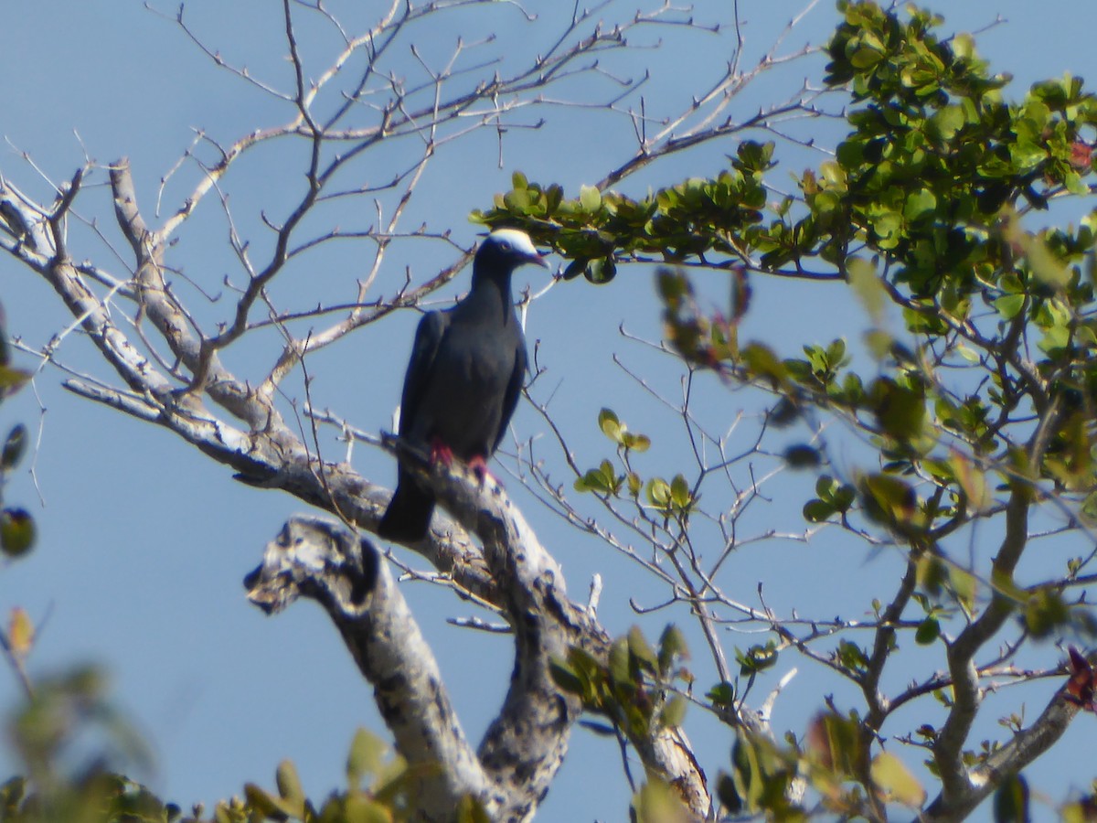 White-crowned Pigeon - ML101850801