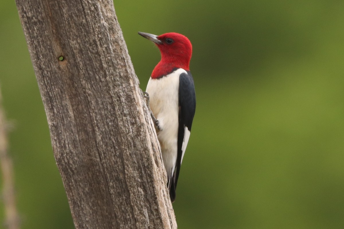 Red-headed Woodpecker - Bez Bezuidenhout