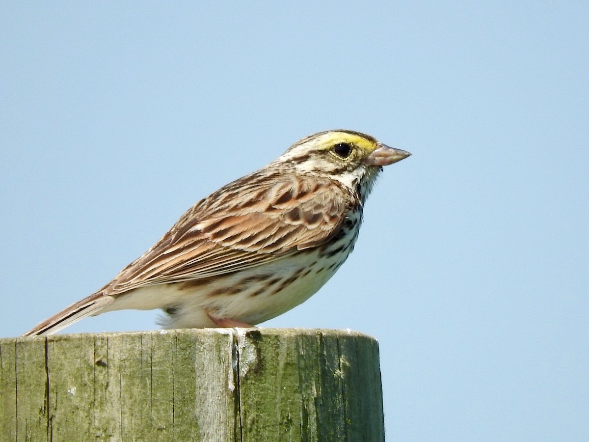 Savannah Sparrow - ML101852491