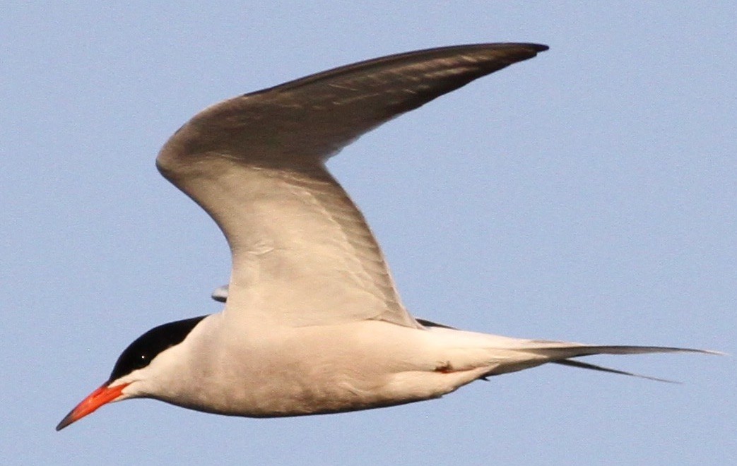 Common Tern - Tom Schmidt
