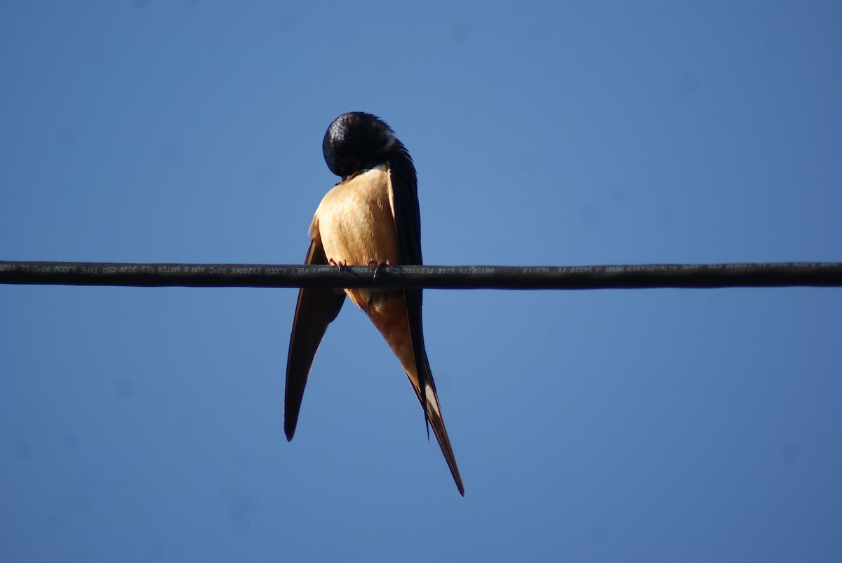 Barn Swallow - ML101863801