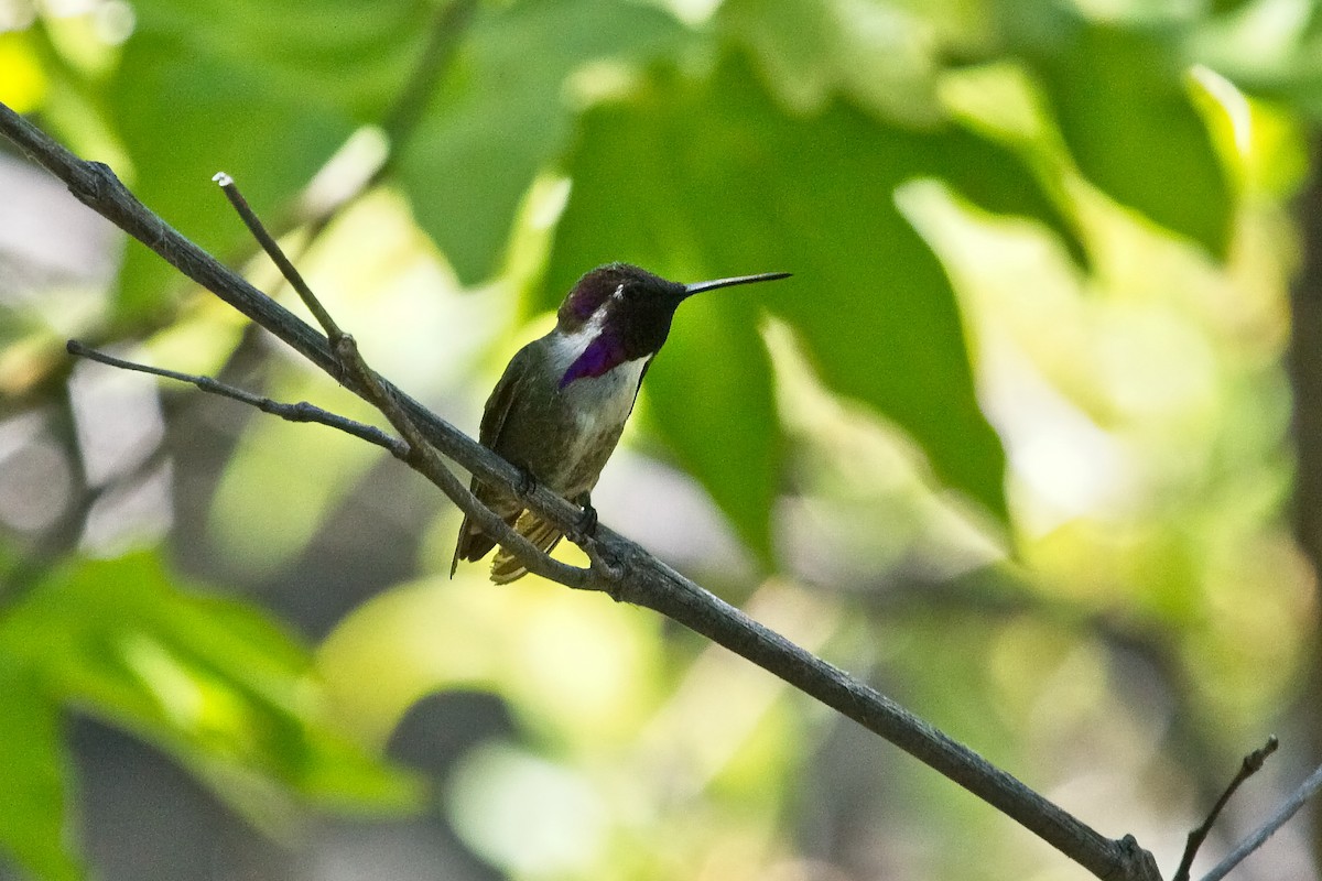 Costa's Hummingbird - Christopher Adler