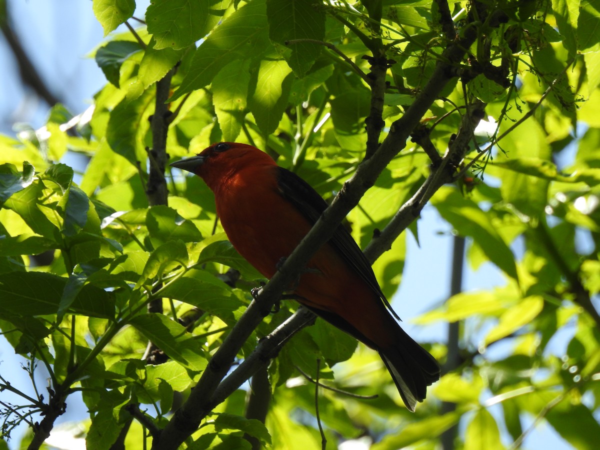 Scarlet Tanager - ML101866891