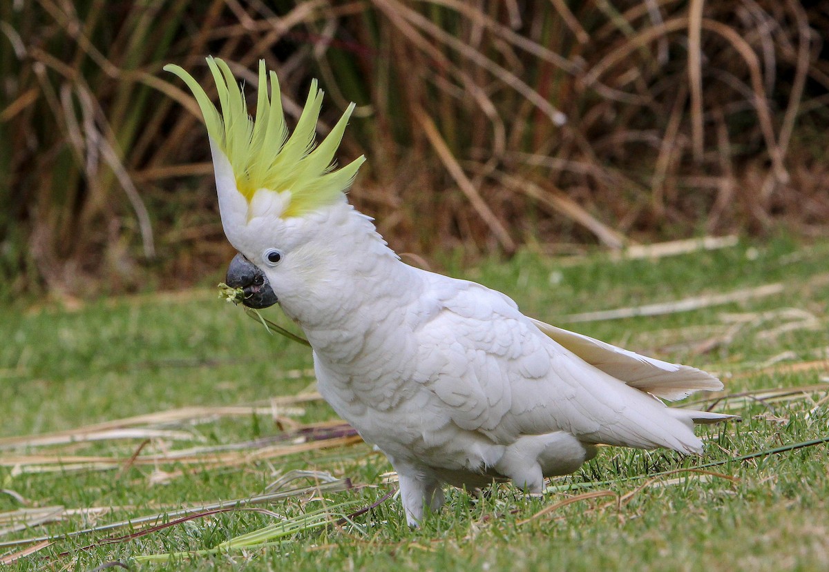 Sulphur-crested Cockatoo - Sandra Gallienne