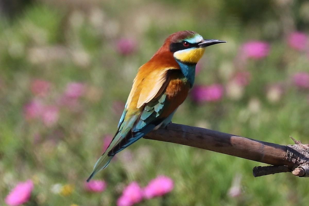 European Bee-eater - Bruce Kerr