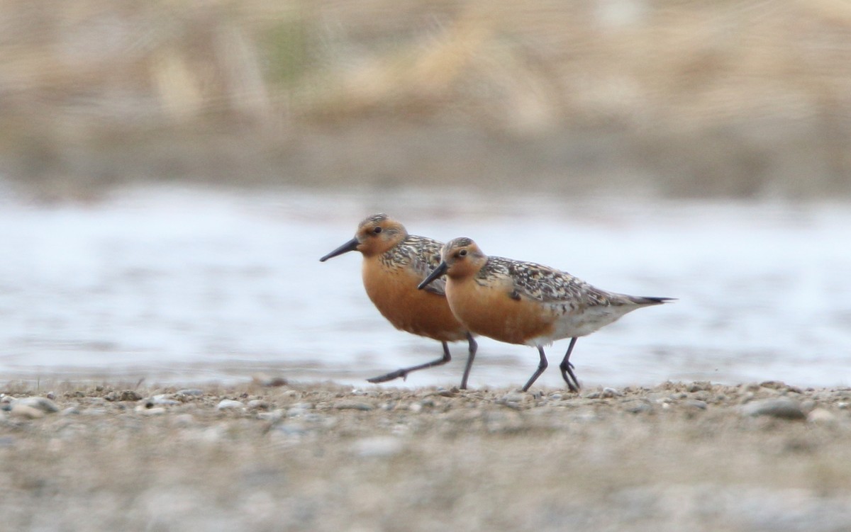 Red Knot - Josh Parks