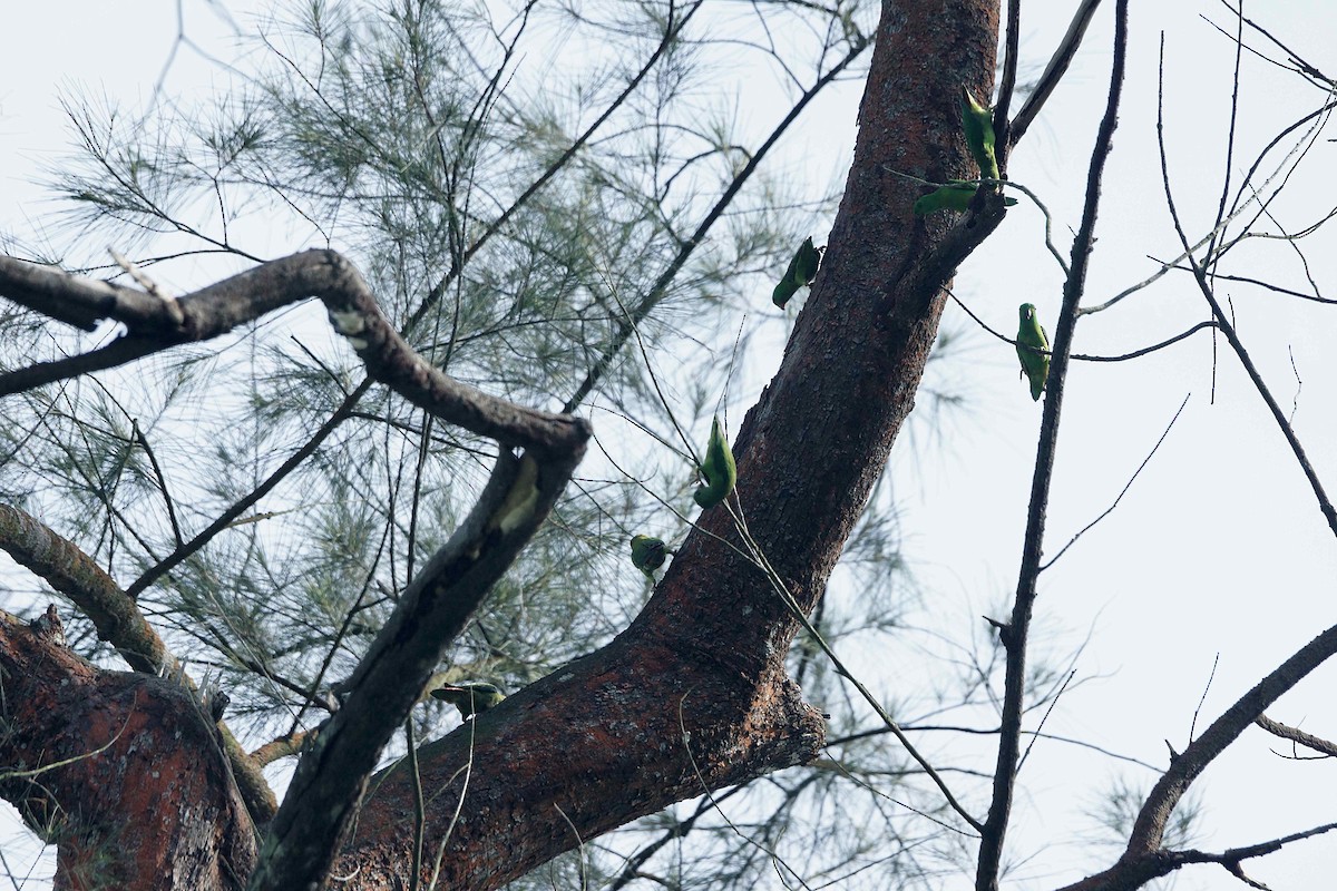 Blue-crowned Hanging-Parrot - Kian Guan Tay