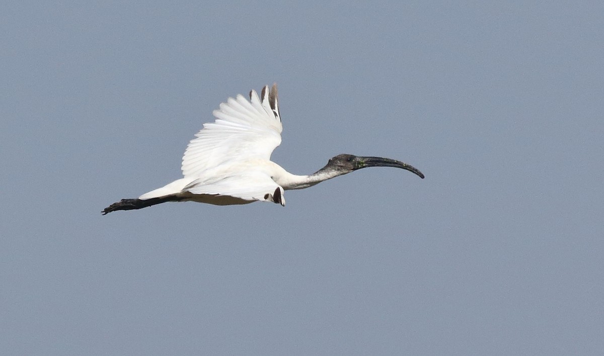 ibis černohlavý - ML101877711