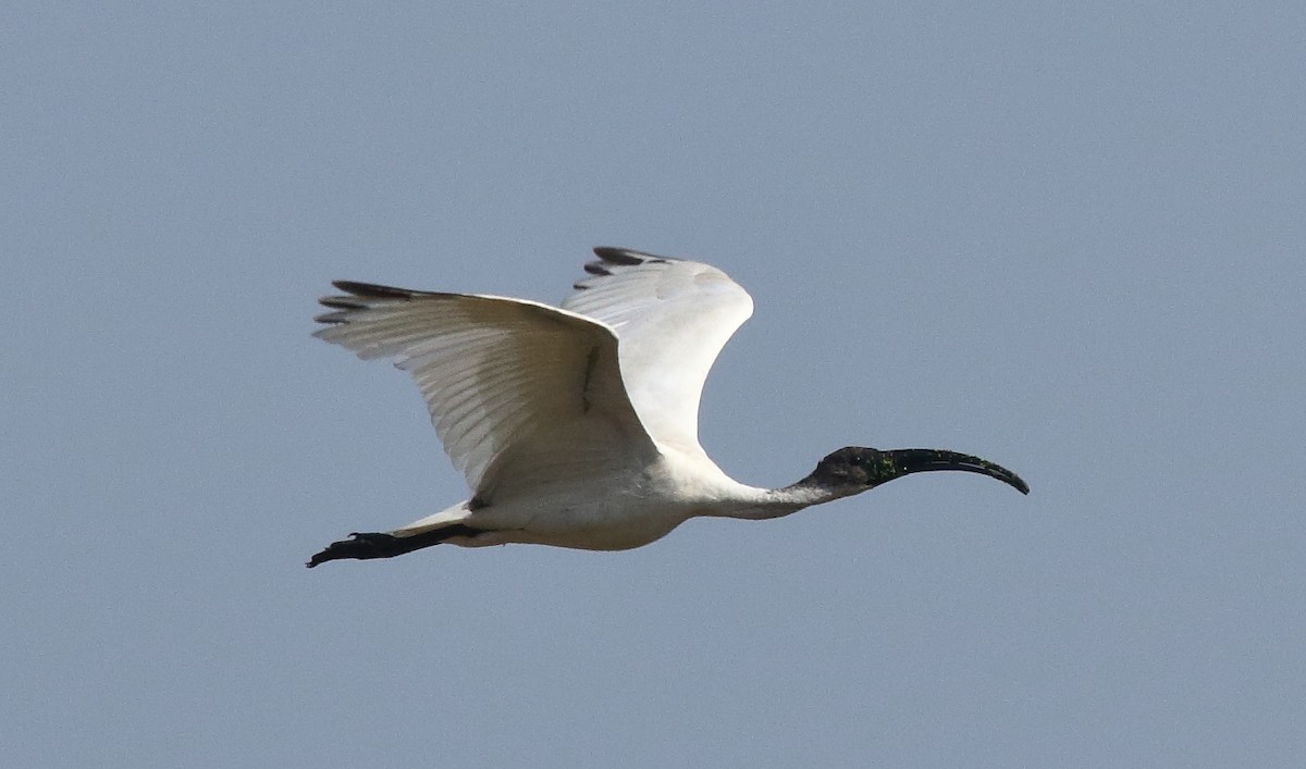 ibis černohlavý - ML101877721