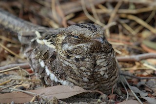  - Slender-tailed Nightjar