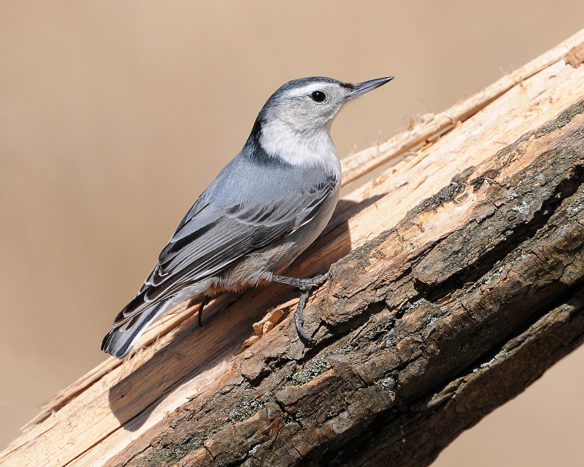 White-breasted Nuthatch - Ed McAskill
