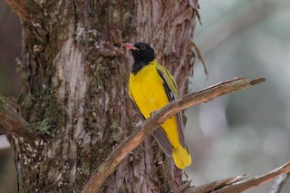  - Ethiopian Black-headed Oriole