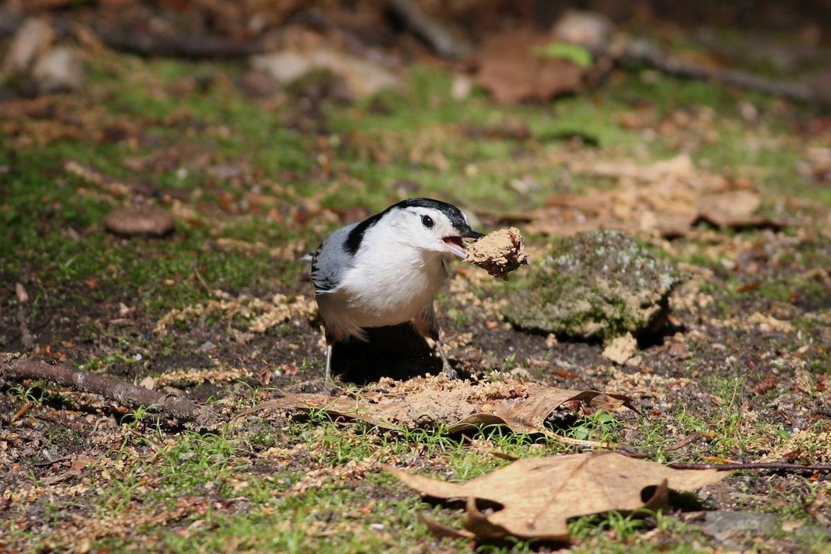 White-breasted Nuthatch (Eastern) - John Manuel Morales