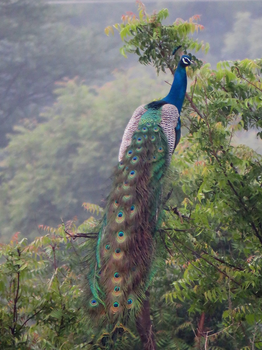 Indian Peafowl - Selvaganesh K