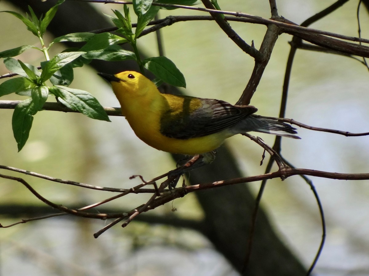 Prothonotary Warbler - ML101883201