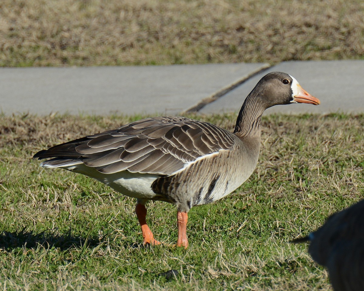 Greater White-fronted Goose - Keith McCullough