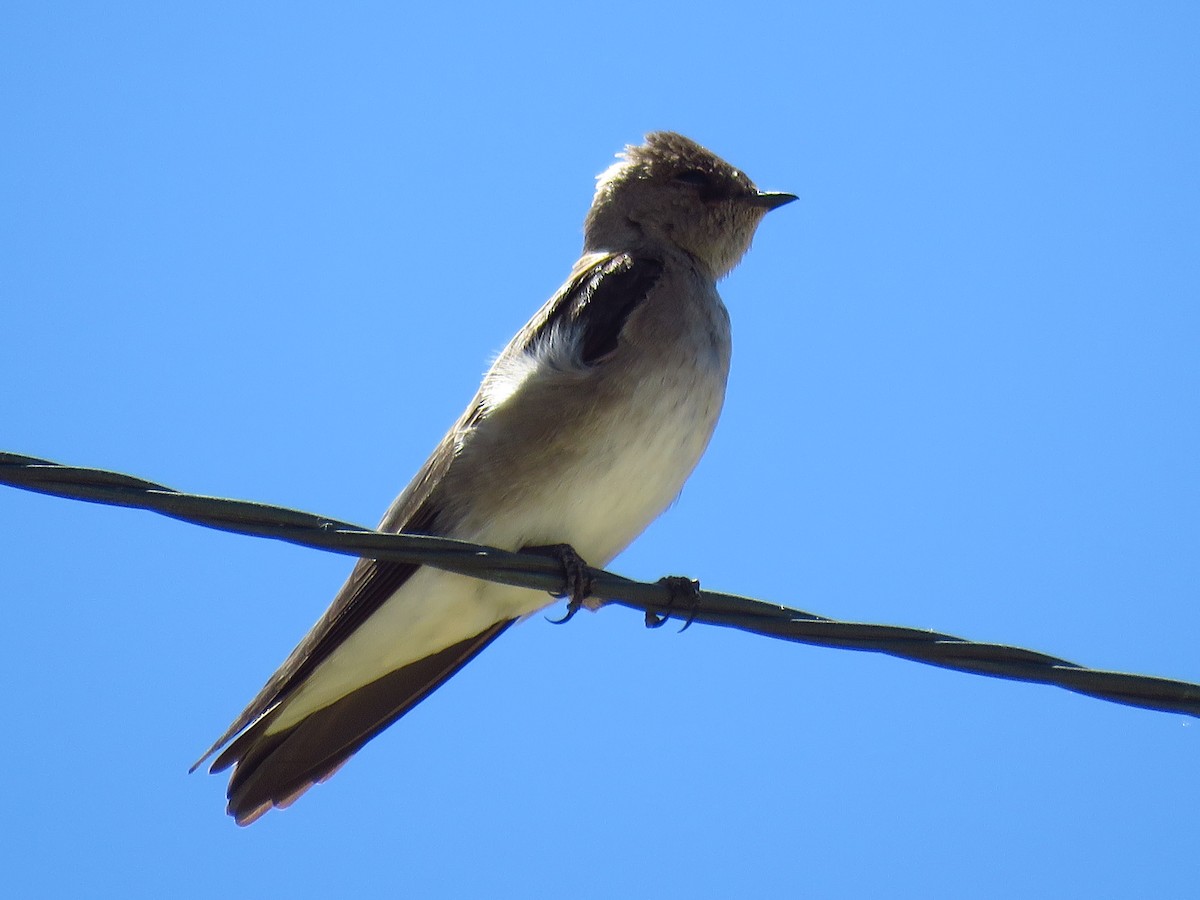 Northern Rough-winged Swallow - ML101887881