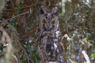 Abyssinian Owl - Asio abyssinicus - Birds of the World