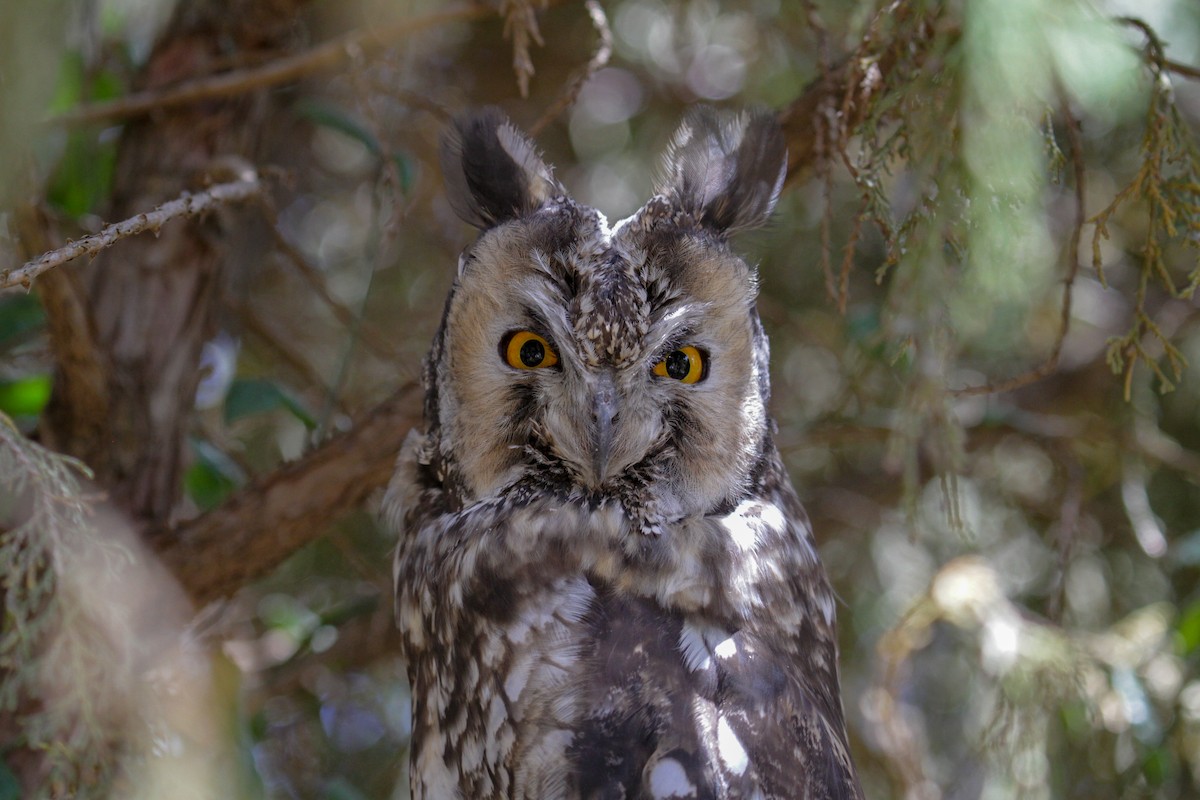 Abyssinian Owl - ML101889631