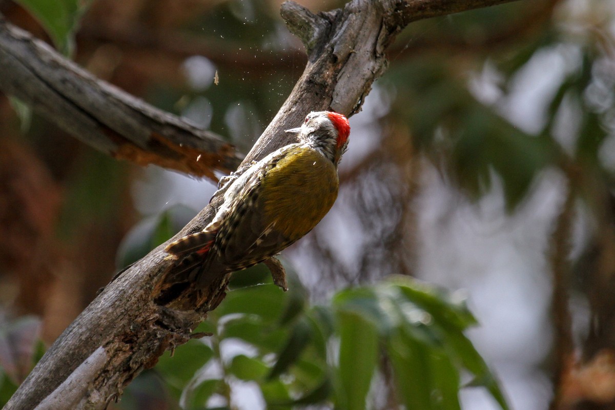 Abyssinian Woodpecker - ML101891111