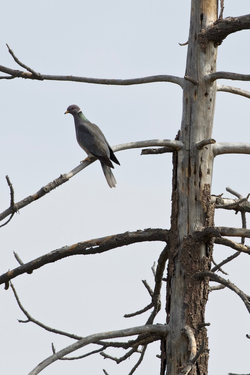 Band-tailed Pigeon - Jamie Baker