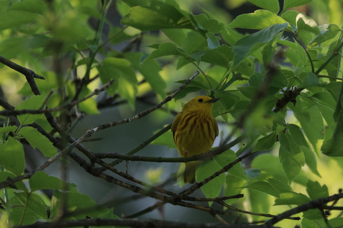 Yellow Warbler - ML101896161