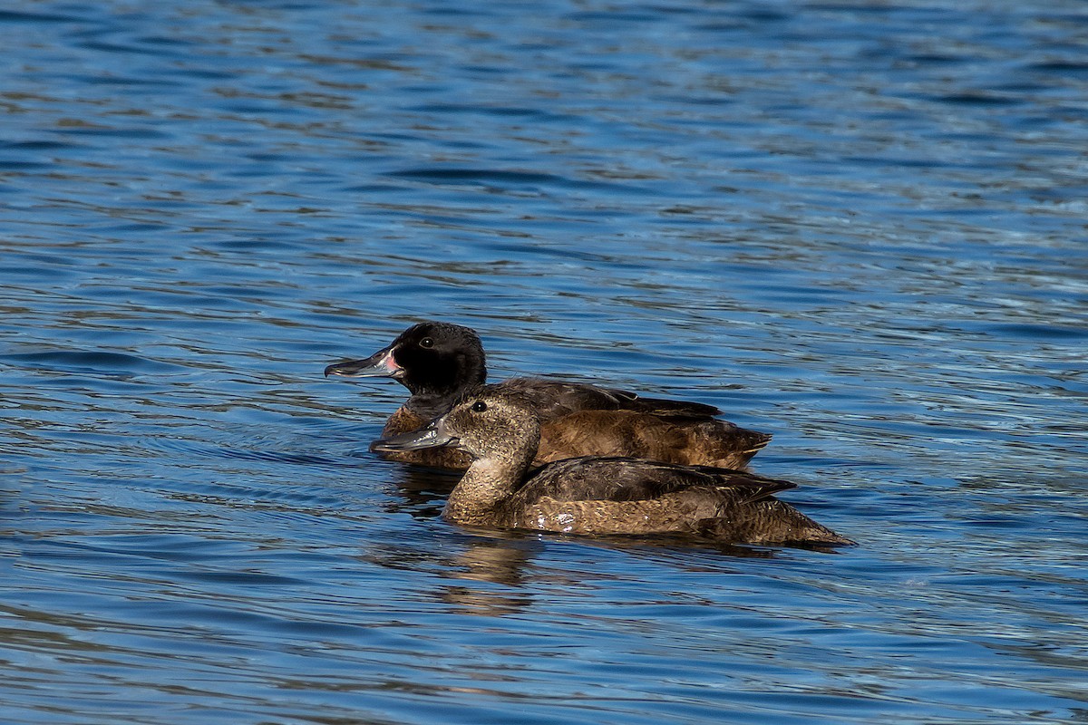 Black-headed Duck - ML101896921