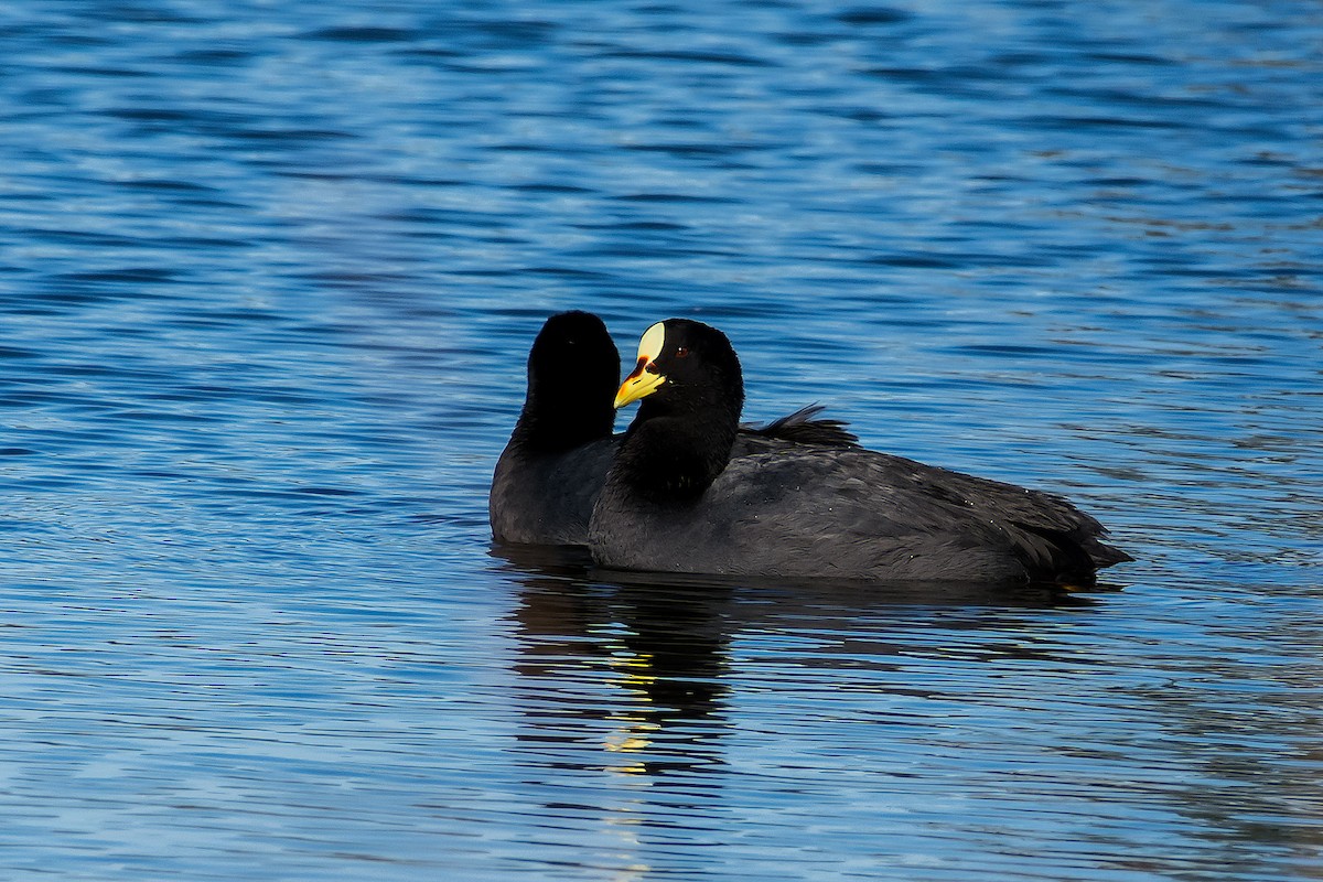 Red-gartered Coot - ML101897511