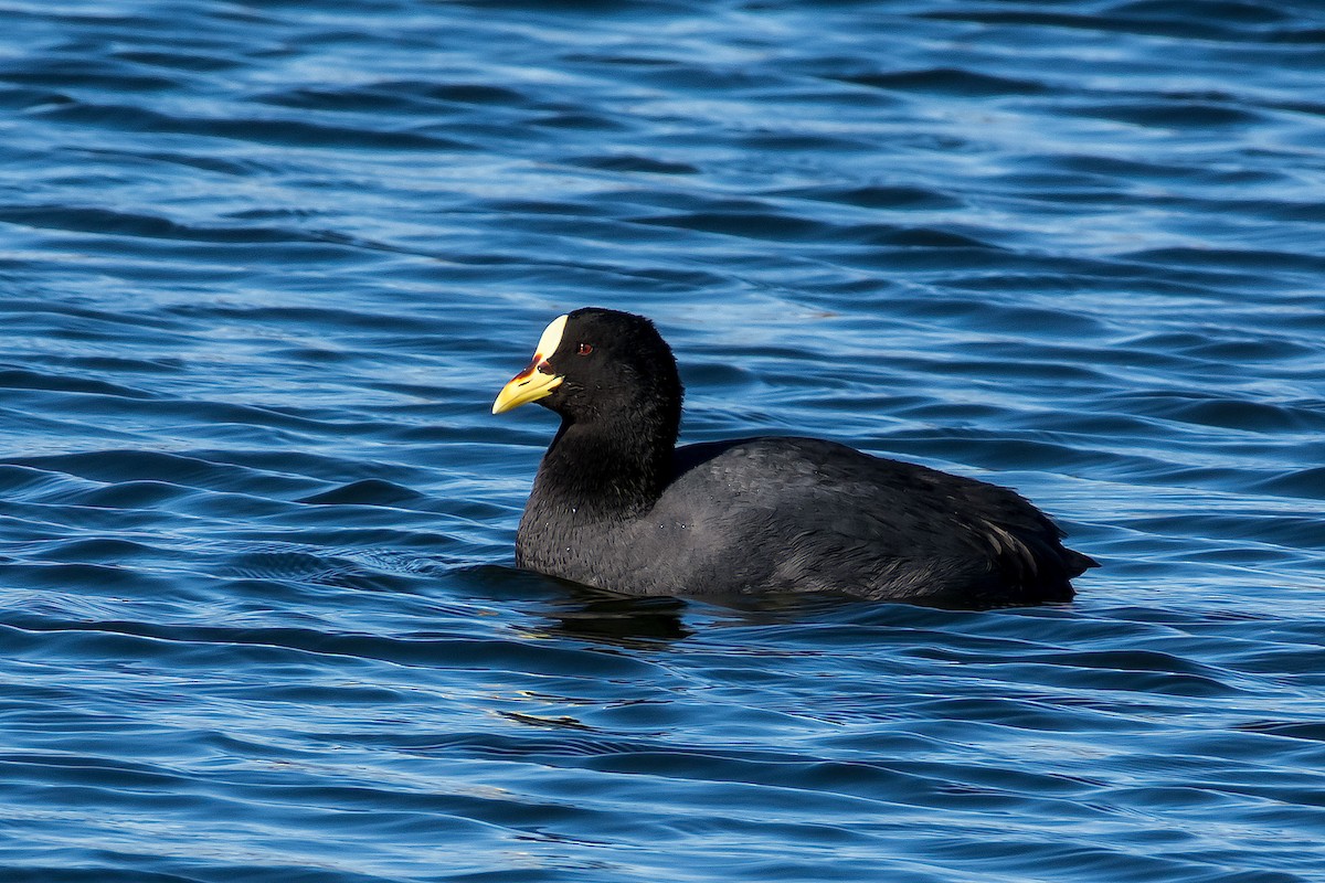 Red-gartered Coot - ML101897521