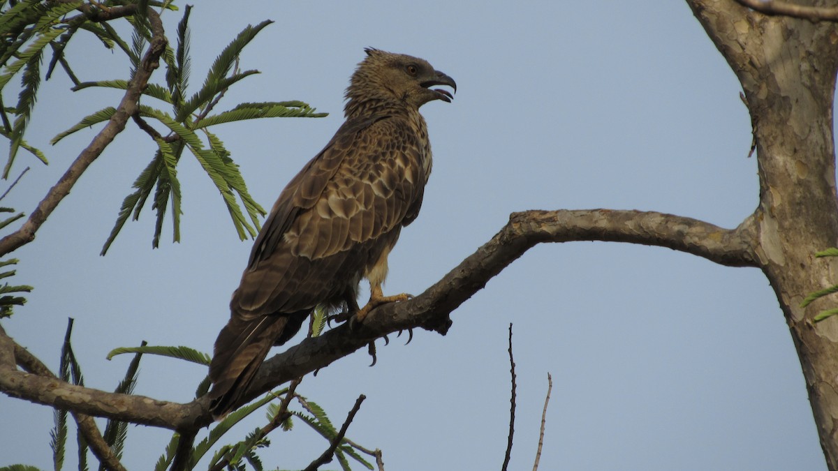 Changeable Hawk-Eagle (Crested) - ML101903831