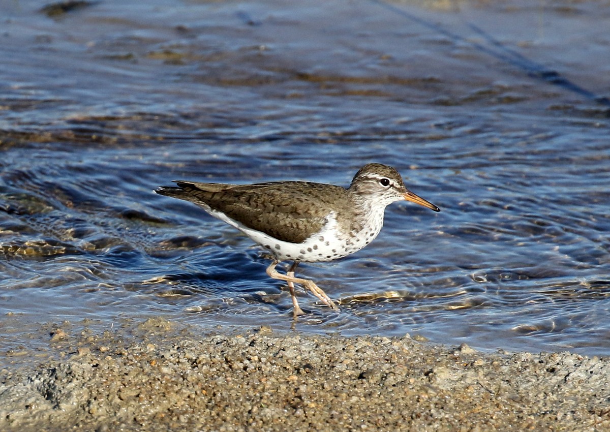 Spotted Sandpiper - Alan Versaw