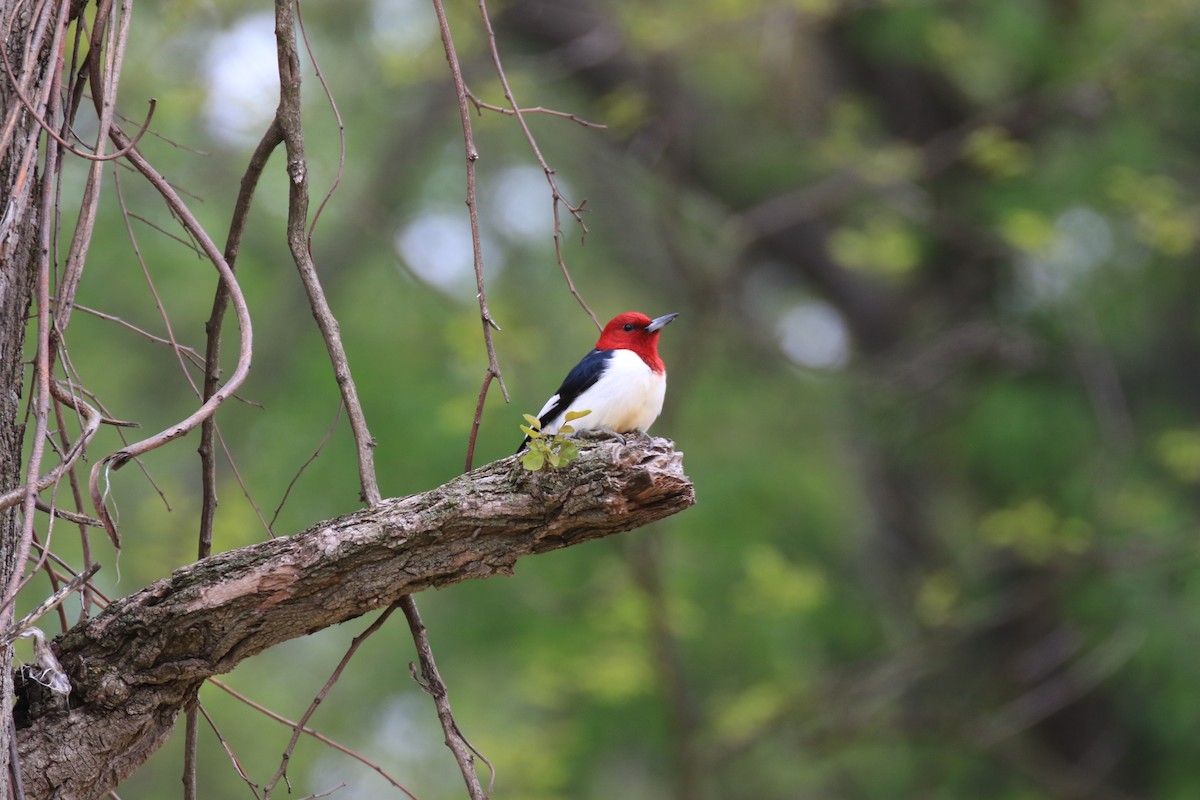 Red-headed Woodpecker - Denis Tétreault
