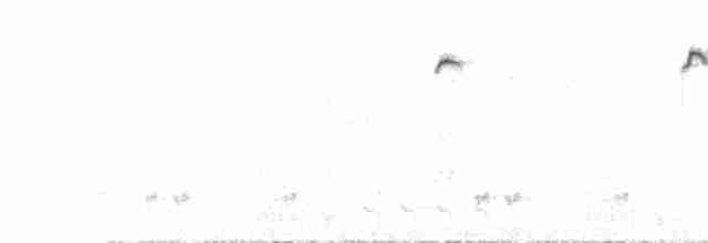 White-winged Fairywren - ML101908061