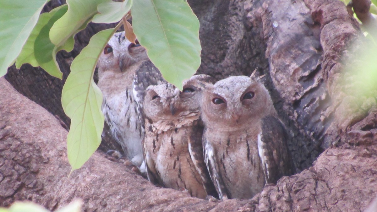 Indian Scops-Owl - Tanuj Vaidya