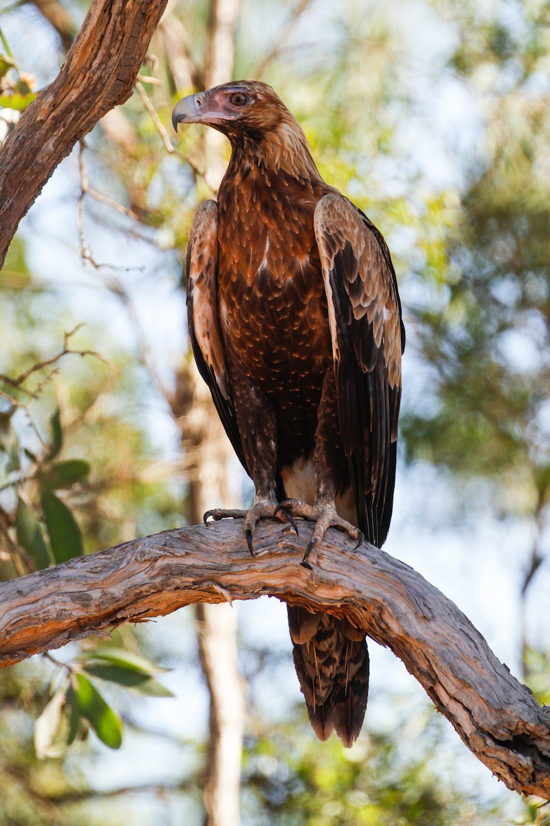 Wedge-tailed Eagle - James Kennerley