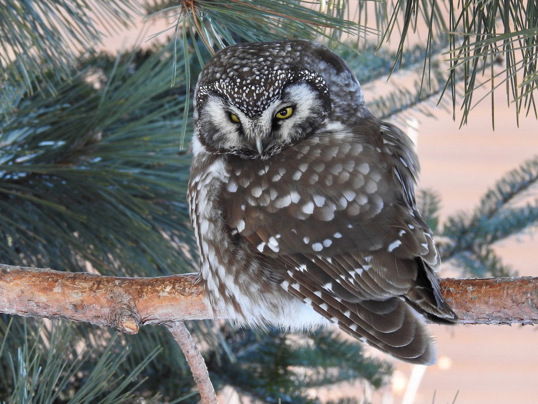 Boreal Owl - Anonymous