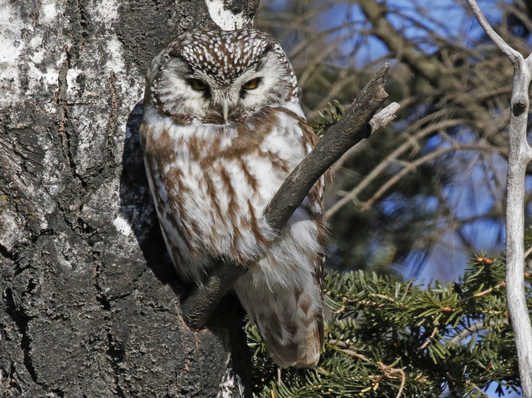 Boreal Owl - David McQuade