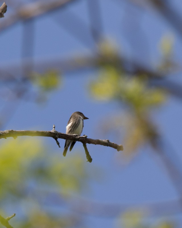 Olive-sided Flycatcher - Susan Petracco