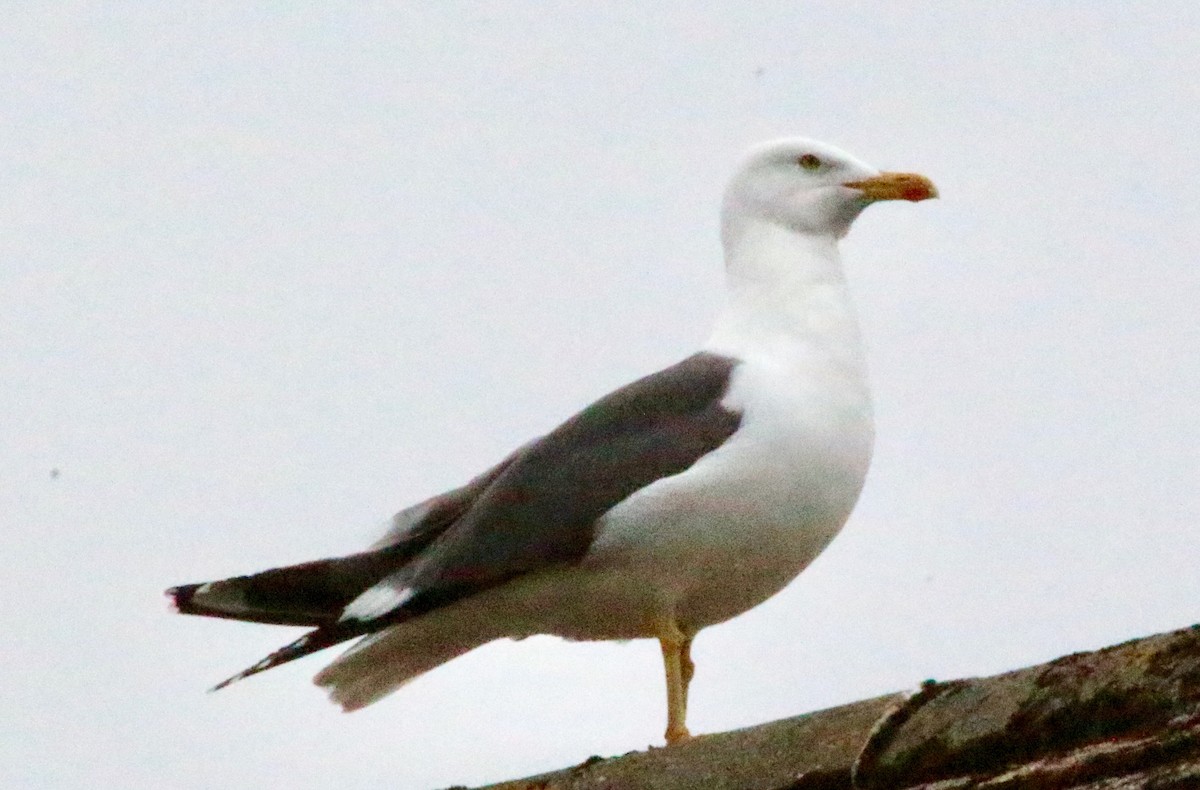 Lesser Black-backed Gull - ML101918331